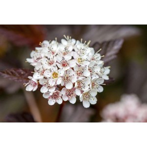 Nahaufnahme der weißen Blüte der rotlaubigen Blasenspiere Diable Dor (40–60 cm).