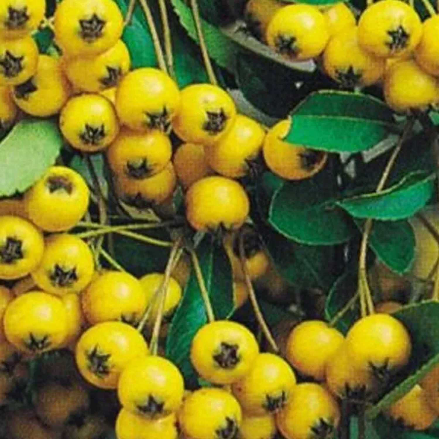 Feuerdorn 'Soleil d'Or' Pyracantha 60 bis 80 cm im Container Gelbe Beeren