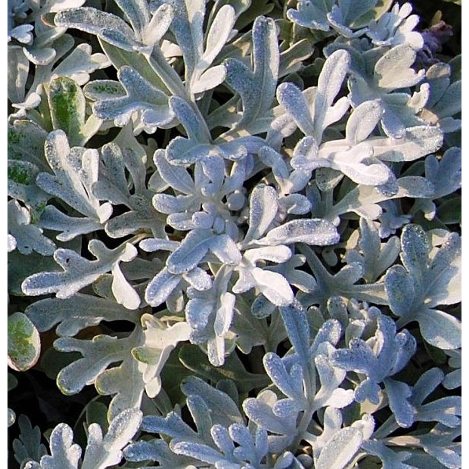 Gabelblatt Boughton Silver - Artemisia stelleriana günstig online kaufen