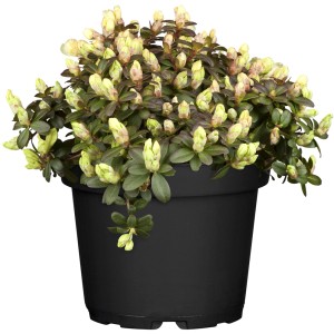 Gelbe Zwergalpenrose Wren im Topf, ca. 5-10 cm hoch. Rhododendron für Beet und Kübel.