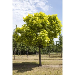 Catalpa Trompetenbaum (150-200cm) mit grünen Blättern im Garten.