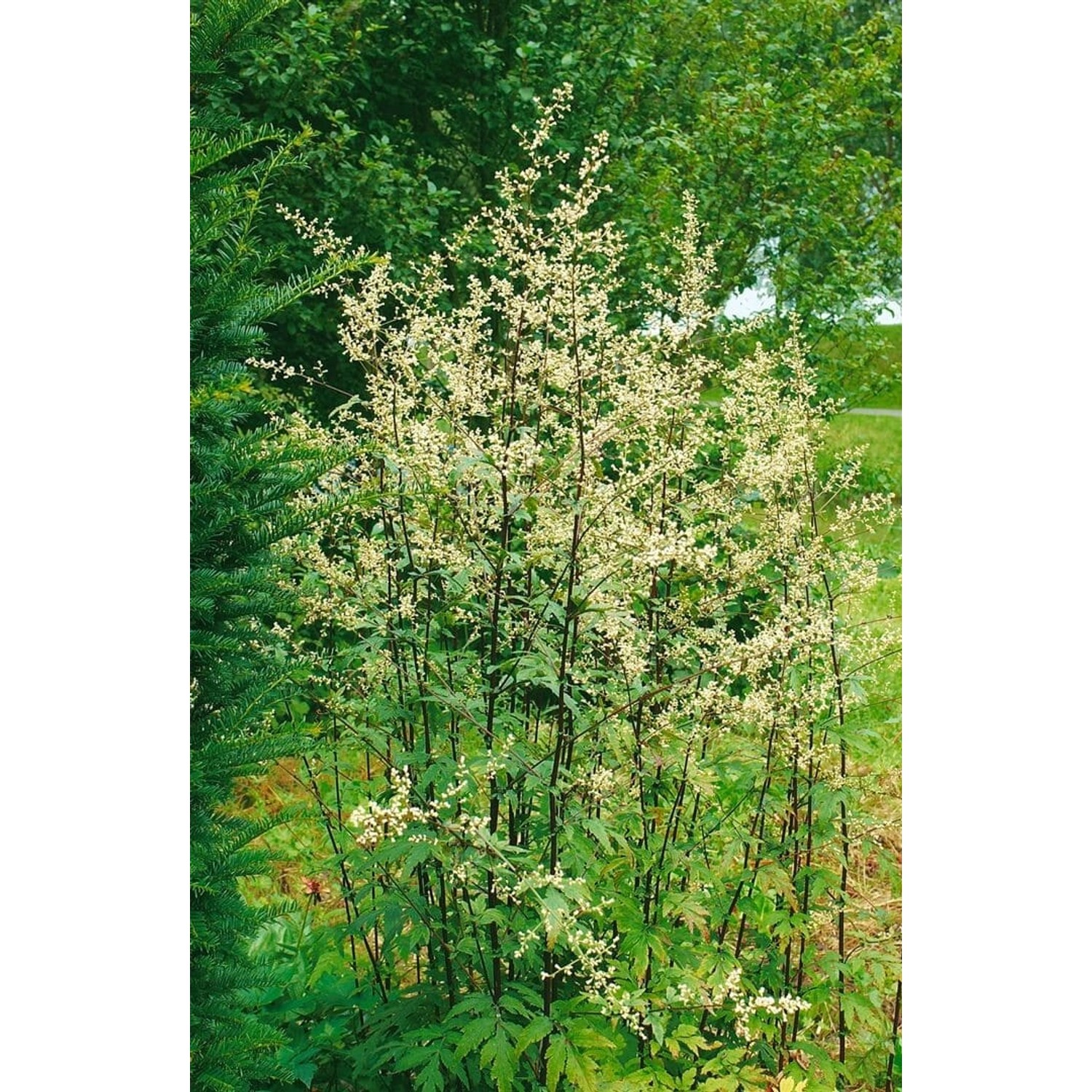 Artemisia Lactiflora Elfenraute Ca. 11x11 cm Topf günstig online kaufen