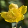 Gelbe Blüte des Kanadischen Johanniskrauts (Hypericum kalmianum).