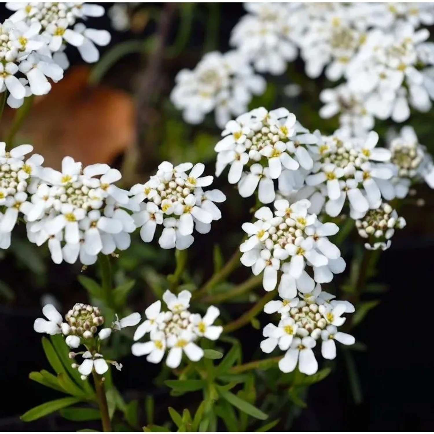 Schleifenblume Weißer Zwerg - Iberis sempervirens