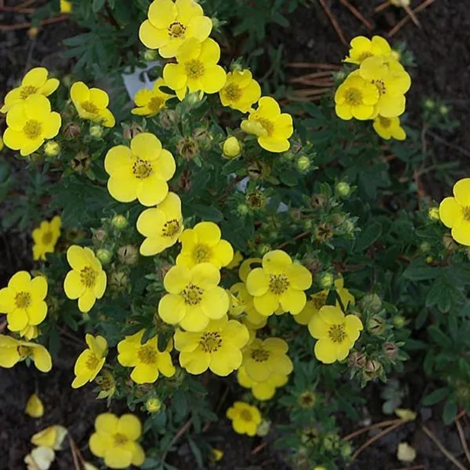 arborix Fingerstrauch 'Sommerflor' Potentilla Fruticosa 25 Bis 30 Cm Im Container Reichblühend