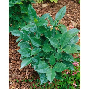 Immergrüne Aucuba Japonica Rozannie (80-100cm) im Gartenbeet mit glänzenden, dunkelgrünen Blättern.