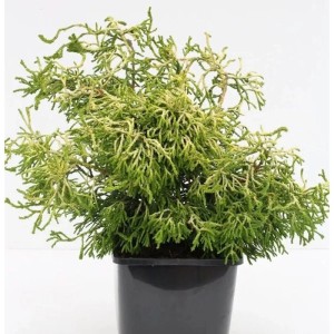 Gelbe Hinoki Scheinzypresse Tsatsumi Gold im Topf, 40-50 cm hoch.