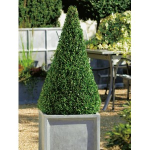 Buchsbaum Pyramide im Topf, ca. 60-70 cm hoch, Formschnittgehölz für Garten und Balkon.