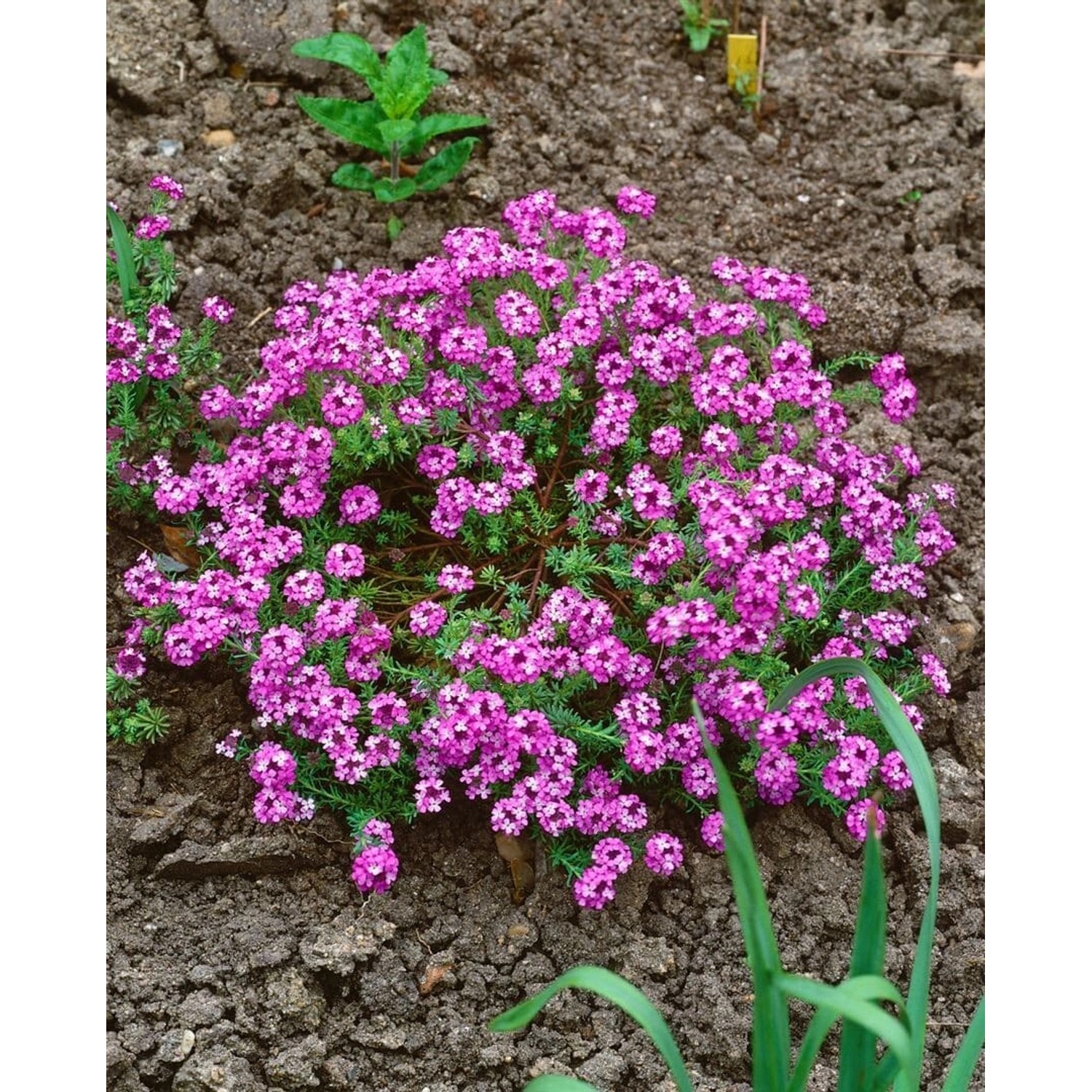 Aethionema Armenum Steintäschel Warley Rose Ca 9x9 cm Topf günstig online kaufen