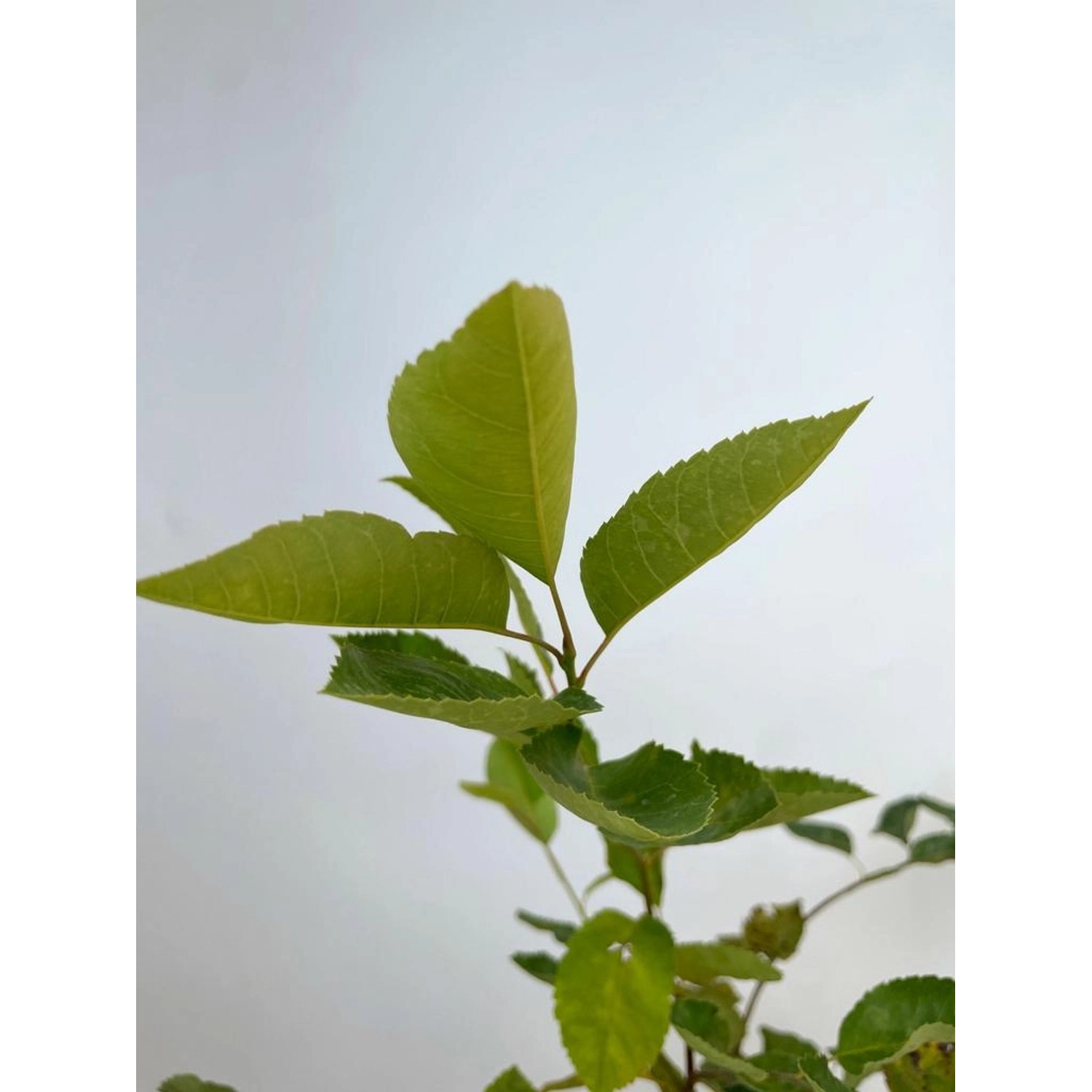 Junge Baumfink (Amelanchier lamarckii) als Topfpflanze mit grünen Blättern.