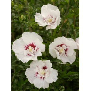 Hibiskus Bali Weiß mit weißen Blüten und rosa Mitte. Eibisch im Topf.