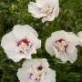 Hibiskus Bali Weiß mit weißen Blüten und rosa Mitte. Eibisch im Topf.