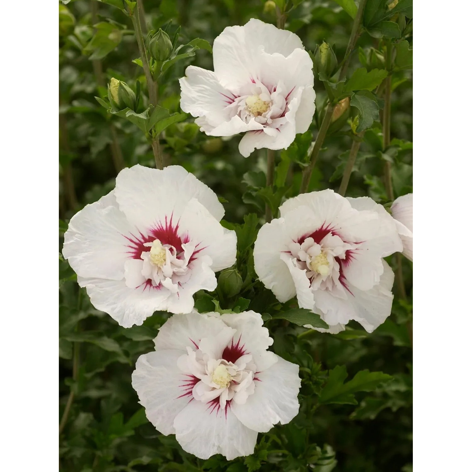 Hibiskus Bali Weiß mit weißen Blüten und rosa Mitte. Eibisch im Topf.