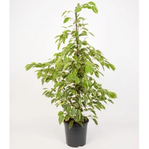 Birkenfeige (Ficus Benjamina) im Topf, ca. 95-105 cm hoch, mit grün-weiß panaschierten Blättern.
