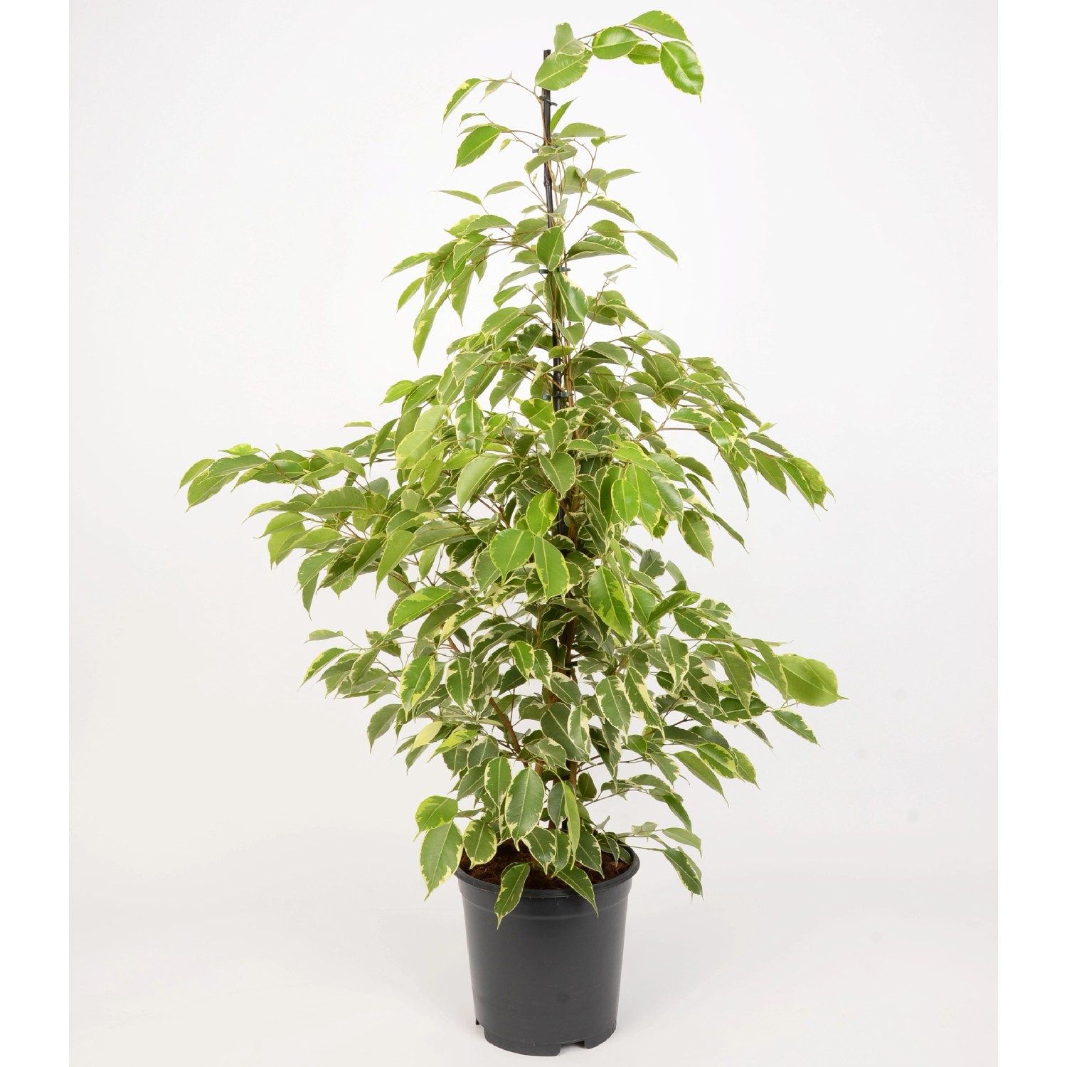 GROW by OBI Birkenfeige sortiert Höhe ca. 95105 cm Topf Ø 21 cm Ficus