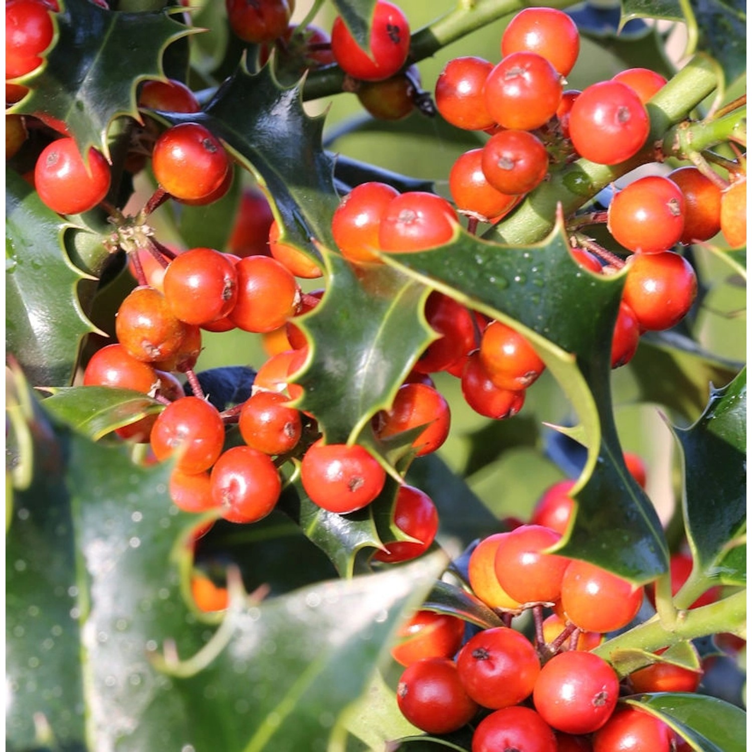 Dornige Stechpalme Ilex 60-80cm - ilex aquifolium günstig online kaufen