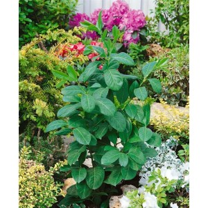 Kirschlorbeer 'Etna' (40-60 cm) als Heckenpflanze im Garten mit grünen Blättern.