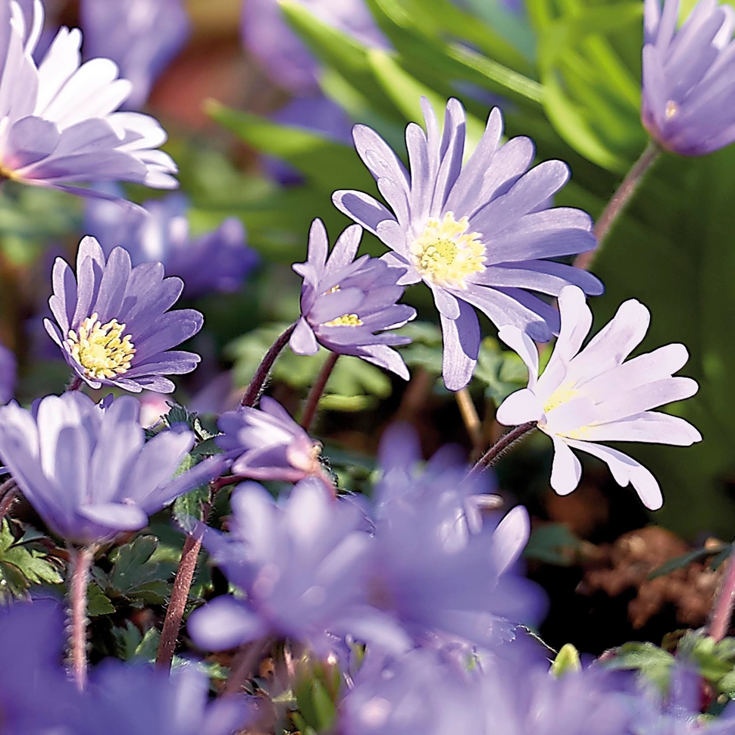 GROW by OBI Anemone "Blue Shades" Blau 25 cm Anemone blanda kaufen bei OBI