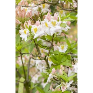 Blühender Rhododendron Luteum Persil, gelb-weiße Blüten und grüne Blätter.