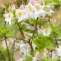 Blühender Rhododendron Luteum Persil, gelb-weiße Blüten und grüne Blätter.