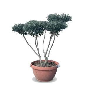 Sunny-Tree Olivenbaum Pompon Olea Europaea Winterharter Olivenbaum 150 cm  Fruchttragend und 20 Jahre alt