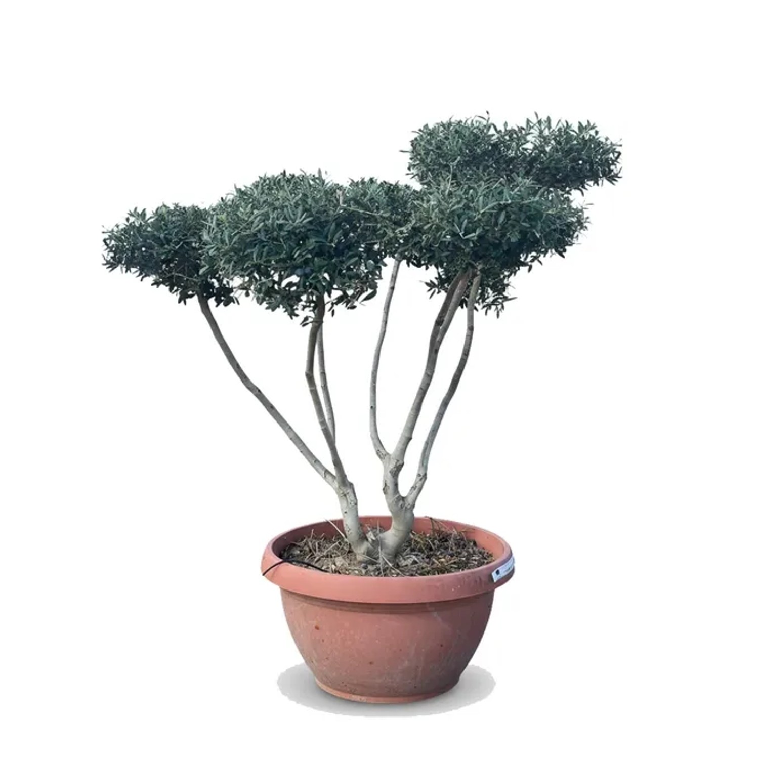 Sunny-Tree Olivenbaum Pompon Olea Europaea Winterharter Olivenbaum 150 cm Fruchttragend und 20 Jahre alt