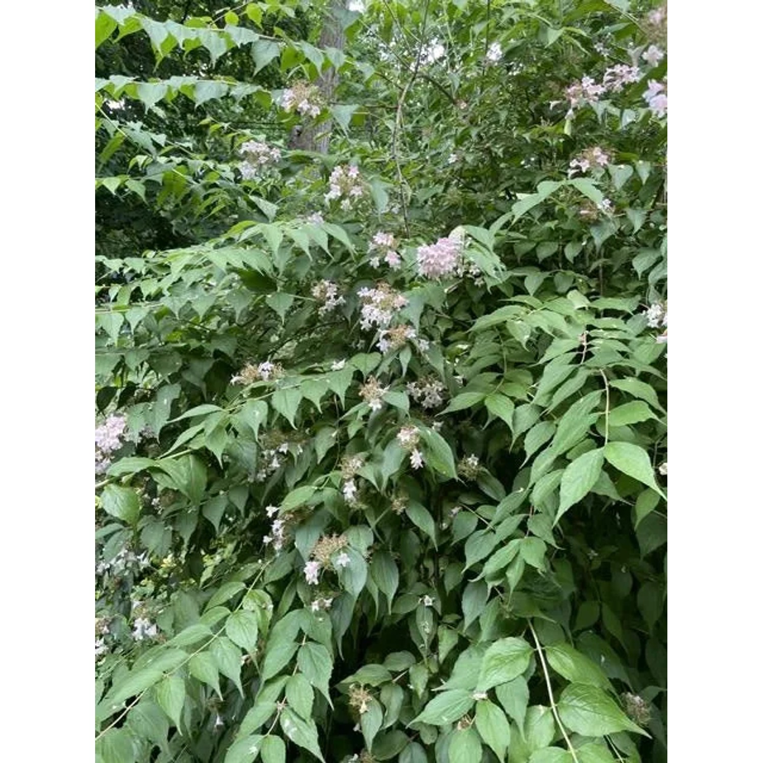 Baumfink Perlmuttstrauch mit rosa-weißen Blüten als Topfpflanze.