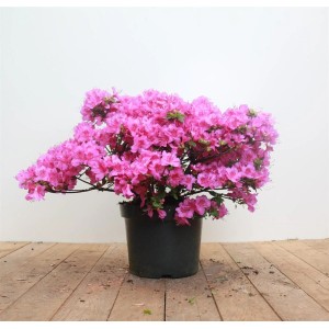 Rhododendron Königstein mit lila Blüten im Topf, ca. 30-40 cm hoch.
