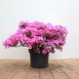Rhododendron Königstein mit lila Blüten im Topf, ca. 30-40 cm hoch.