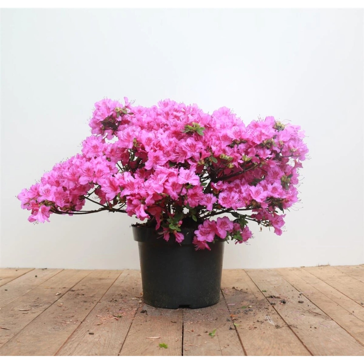 Rhododendron Obt. Königstein Lila Blüten 30–40 cm günstig online kaufen