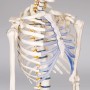 Detailaufnahme: Tectake Skelett, lebensgroß, weiß. Anatomie Modell für Lehre und Dekoration.
