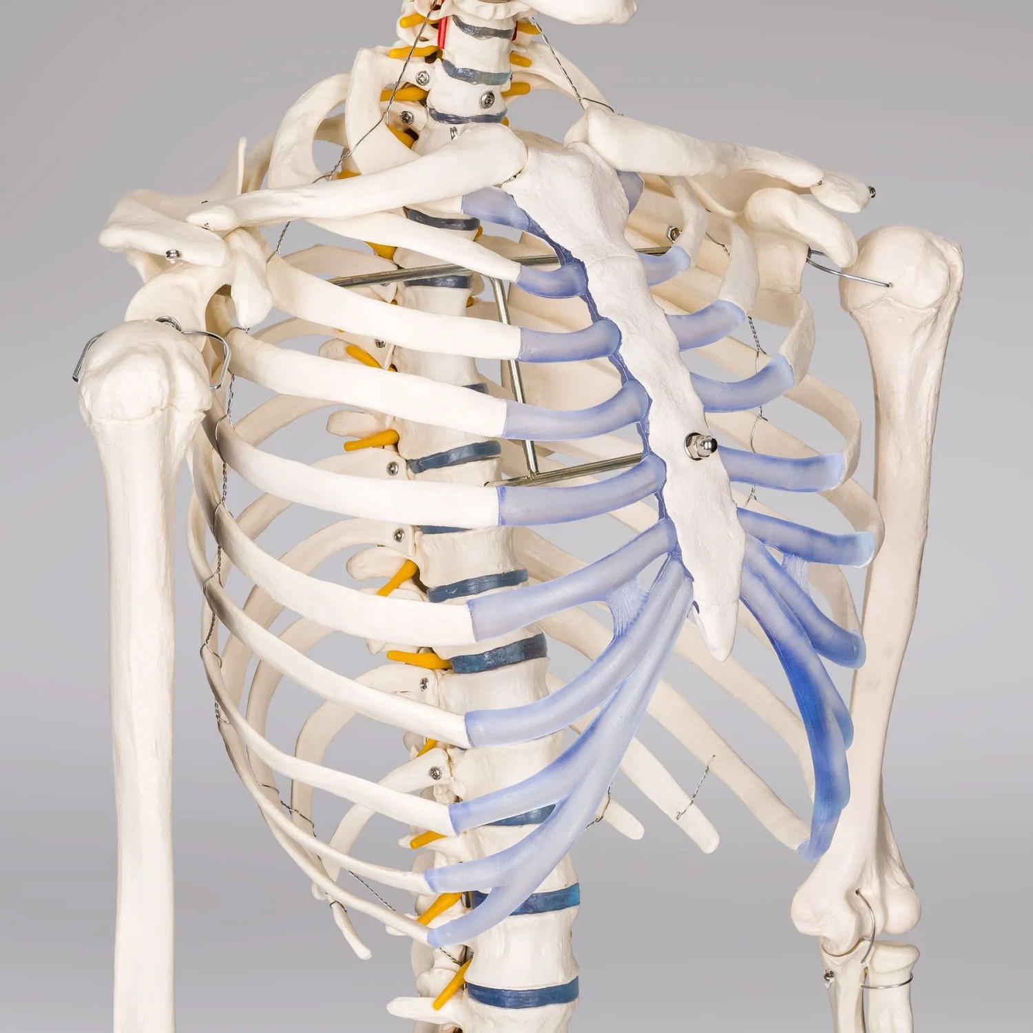 Detailaufnahme: Tectake Skelett, lebensgroß, weiß. Anatomie Modell für Lehre und Dekoration.