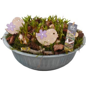 Traubenhyazinthen-Arrangement im Zinktopf mit Holzdeko, Topf-Ø ca. 29 cm.