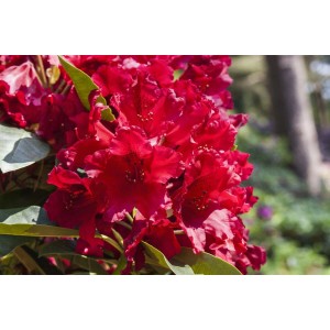 Leuchtend roter Rhododendron Hybr. Rabatz -R- Inkarho, buschiger Strauch mit üppigen Blüten.