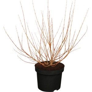 Harlekinweide Hakuro Nishiki im Topf, ohne Blätter. Dekorative Solitärpflanze für Garten und Balkon.