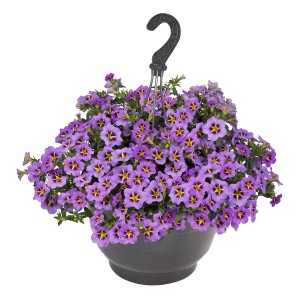Blühende Beetpflanzen-Ampel mit blau-violetten Blüten im Topf (ca. 27 cm Ø).