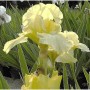 Mittelhohe Schwertlilie Maui Moonlight - Iris barbata