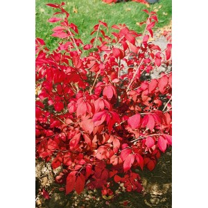 Leuchtend roter Flügel-Spindelstrauch 'Fire Ball' (Euonymus alatus) im Herbstkleid.