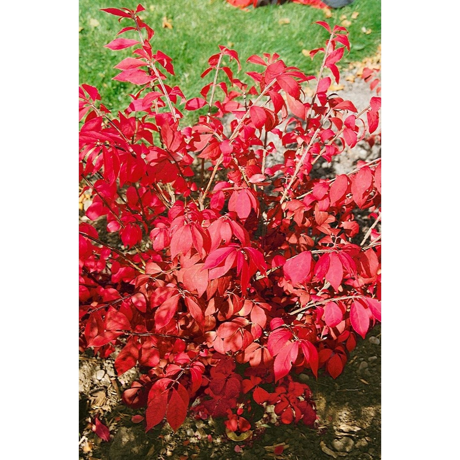 Euonymus Alatus Fire Ball Flügel-Spindelstrauch 40–50 cm günstig online kaufen