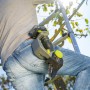 LUX-TOOLS Akku-Astsäge am Gürtel eines Mannes auf einer Leiter im Garten.