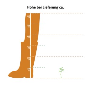 Illustration: Heckenkirsche (Lonicera) - Lieferhöhe ca. 5-10 cm im 9 cm Topf.