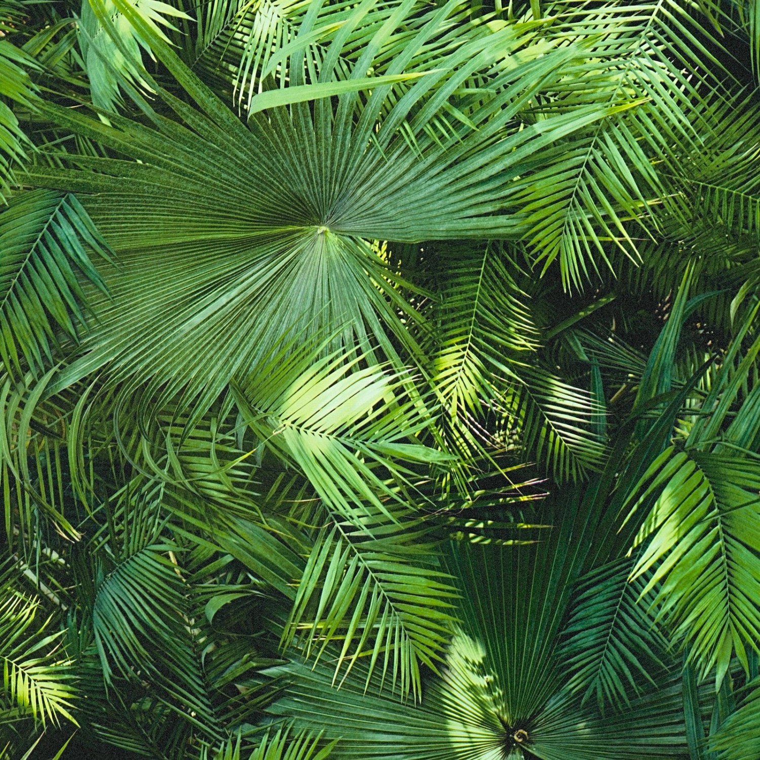 Bricoflor 3D Palmentapete Grün Palmenblätter Tapete Dunkelgrün Ideal für Wohnzimmer und Schlafzimmer Palmen Vliestapete 