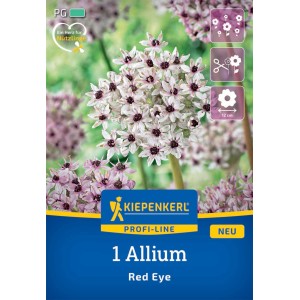 Kiepenkerl Zierlauch Red Eye, Blumenzwiebel mit weiß-rosa Blüte und purpurfarbener Mitte.