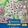 Kiepenkerl Zierlauch Red Eye, Blumenzwiebel mit weiß-rosa Blüte und purpurfarbener Mitte.