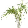 Fontänenbambus Fargesia nitida, 60-80 cm hoch, im Topf. Ideal als Hecke oder Sichtschutz.