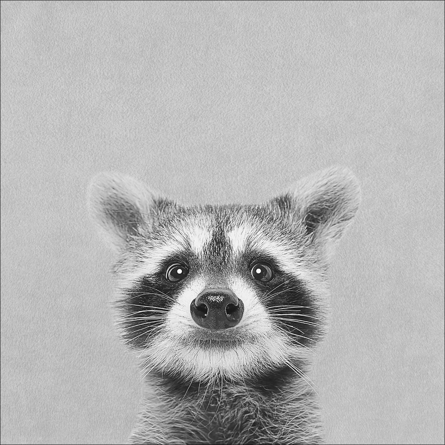 Leinwandbild Anonymus Young Racoon 27 cm x 27 cm