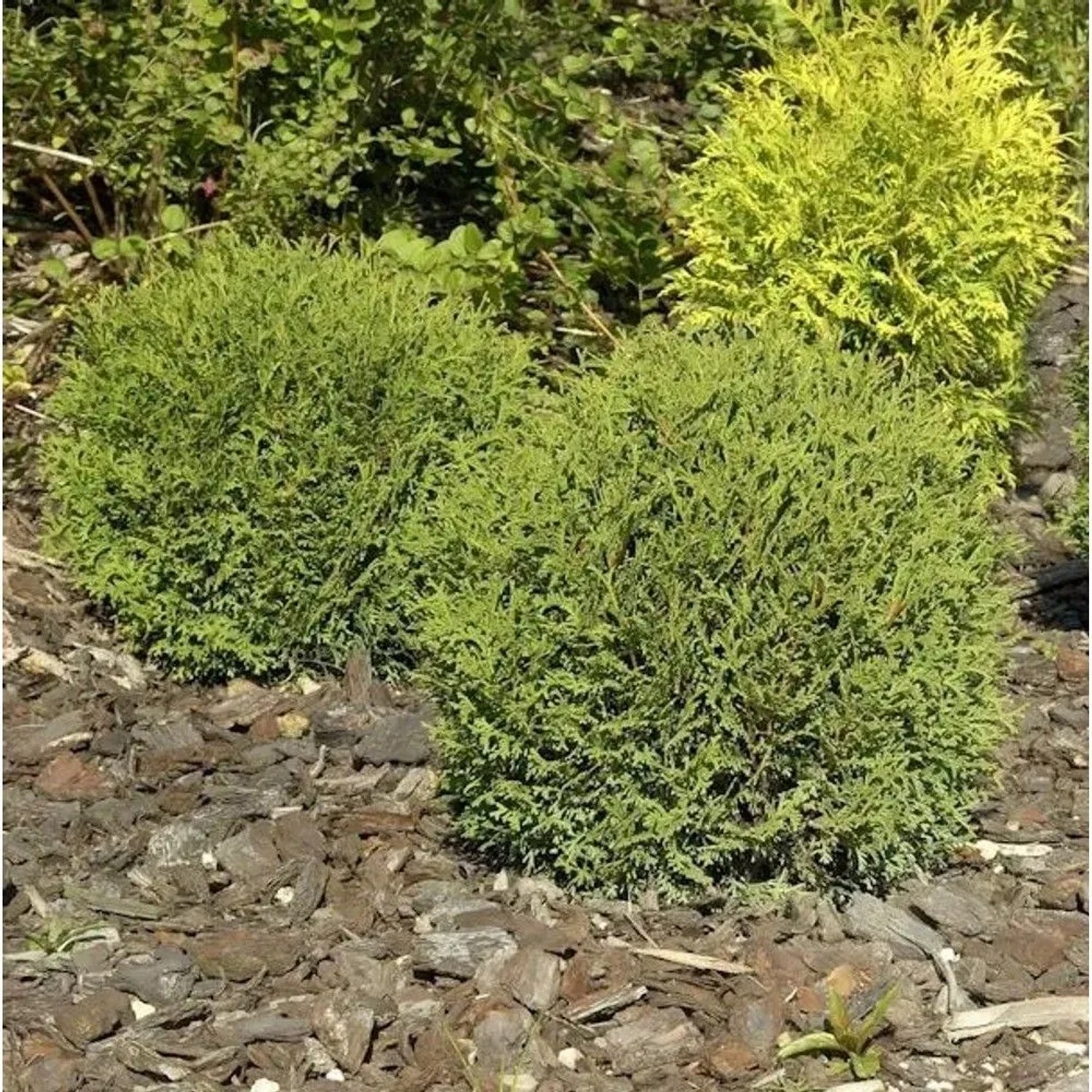 Kugel Lebensbaum Danica 40-50cm - Thuja occidentalis
