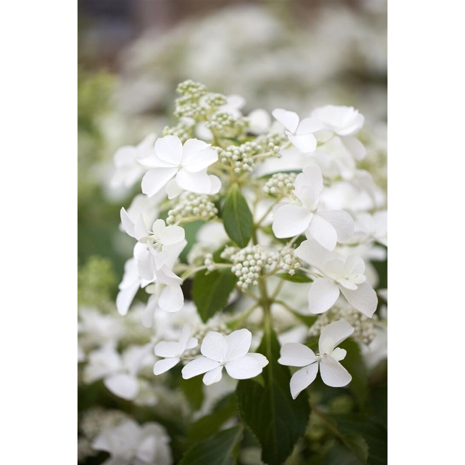 Hydrangea Paniculata Rispenhortensie Butterfly R 40-60 cm günstig online kaufen