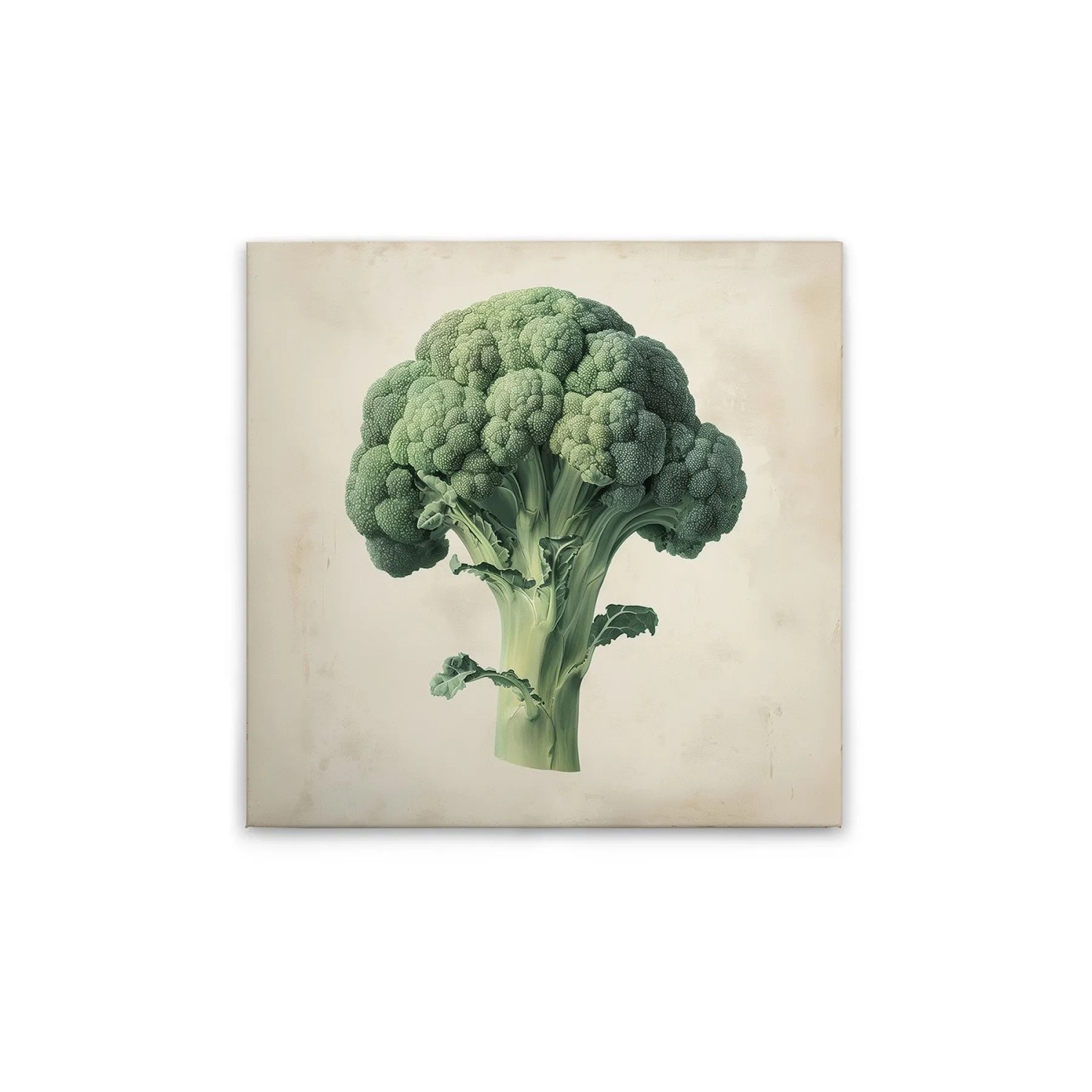 Tadessi Leinwandbild - M1-No.51838 - Brokkoli - 30 x 30 cm - Quadratisch