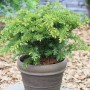 Tafeleibe (Taxus baccata) im Topf, immergrüner Strauch für Garten und Beet.